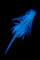 Sea Monkey