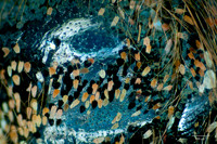 Photomicrography: Reflective