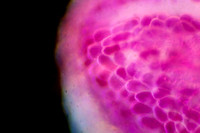 Flower Pollen, 20x