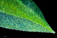 Plankton, 10x