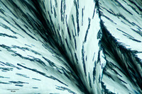 Menthol, 10x