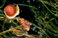 Rhizopus, 10x