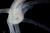 Brown Hydra Mouth, 4x