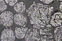 Para1DChlorobenzene, 20x