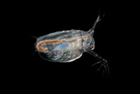 Daphnia