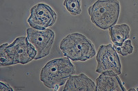 Cheek Cells, 20x