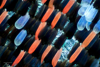 20x
