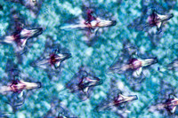 Fish Scale, 4x