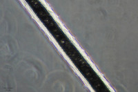 White Dog Hair, 10x