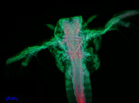Brine Shrimp, 10x