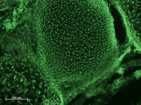 Rat Embryo, 10x
