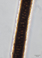 Black Dog Hair, 10x