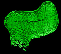 Mouse Intestine, 10x